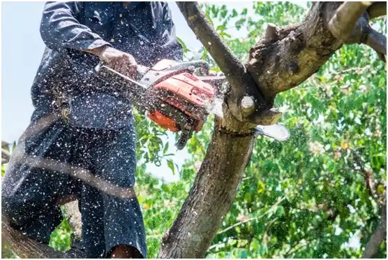 tree services Rocksprings